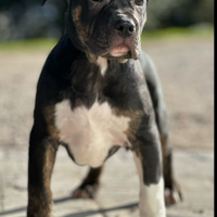 American Bully xl