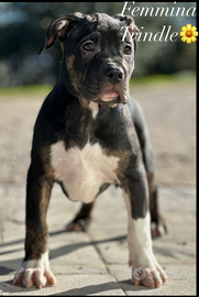 American Bully xl