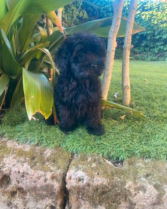 Cuccioli di Maltipoo