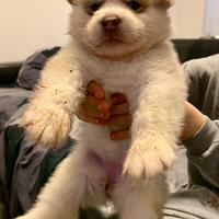 Cucciolo alaskan malamute