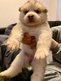 Cucciolo alaskan malamute