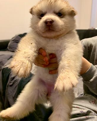 Cucciolo alaskan malamute