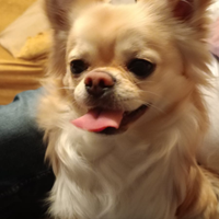 Chiwawa chihuahua cane per monta