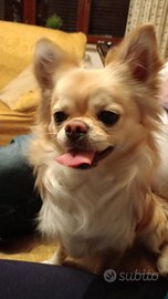 Chiwawa chihuahua cane per monta