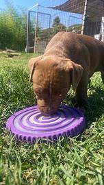 Cuccioli di pitbull