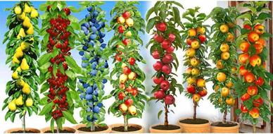 piante da frutto nani 