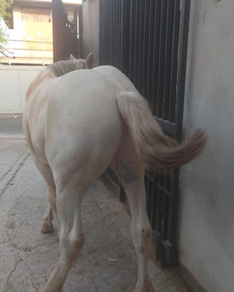 Cavallo