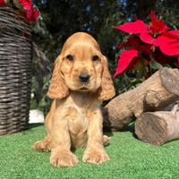 Cocker Spaniel inglese