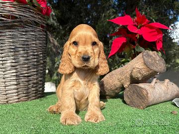 Cocker Spaniel inglese