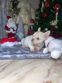 Cuccioli di bulldog francese lilac tan platinum