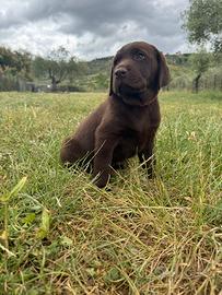 Cucciolo Labrador chocolate