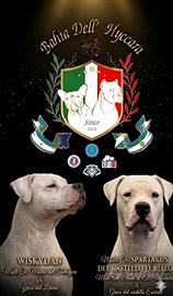 Dogo Argentino