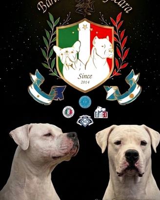 Dogo Argentino