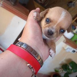 Chihuahua