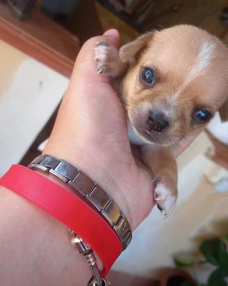 Chihuahua