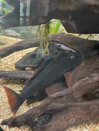 L137 Cochliodon Soniae