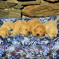 Cuccioli Golden Retriever americano pedigree ENCI