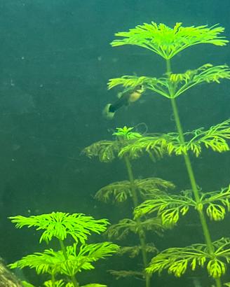 Guppy mix
