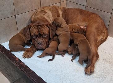 Allevamento di Dogue de Bordeaux