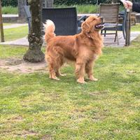 Golden retriever americano maschio per monta