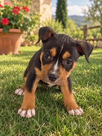 Pitbull cuccioli tricolor
