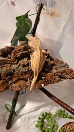 Gechi ciloatus sub adulti
