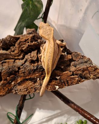 Gechi ciloatus sub adulti