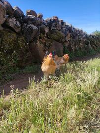 Galli di diverse razze Brahma, Araucana, Spagnola