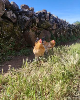 Galli di diverse razze Brahma, Araucana, Spagnola