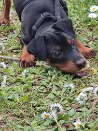 Pincher nero focato