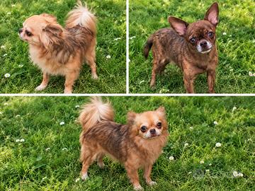Chihuahua rimborso spese