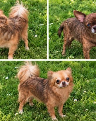 Chihuahua rimborso spese