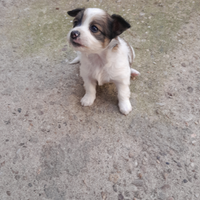 Cuccioli piccola taglia