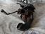 Immagine 16