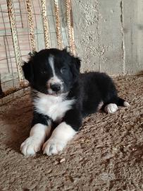 Cuccioli di border collie