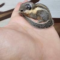 Coppia di scoiattolini tamiops