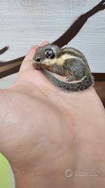 Coppia di scoiattolini tamiops