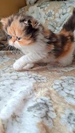 Persiano 
