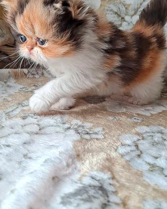 Persiano 
