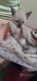 Gattino siemese