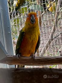 Coppia conuri del sole