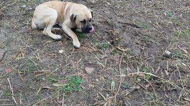 Cane corso