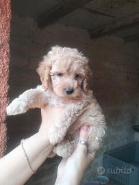 Barboncino nano