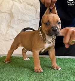 Cuccioli disponibili