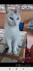 Bignè gattino sfortunato!!