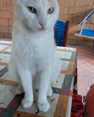 Bignè gattino sfortunato!!