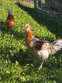 Gallo