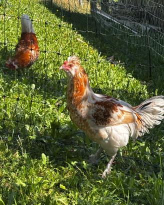 Gallo