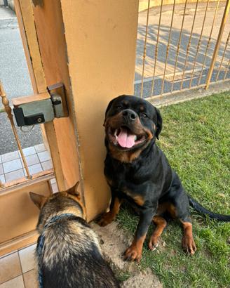 Disponibile per monta,Rottweiler maschio, pedigree