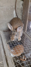 Coniglio maschio